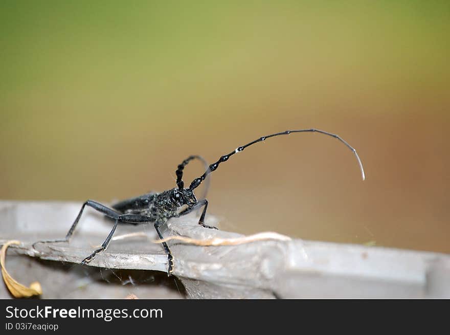 Capricorn beetle (Cerambyx scopolii)