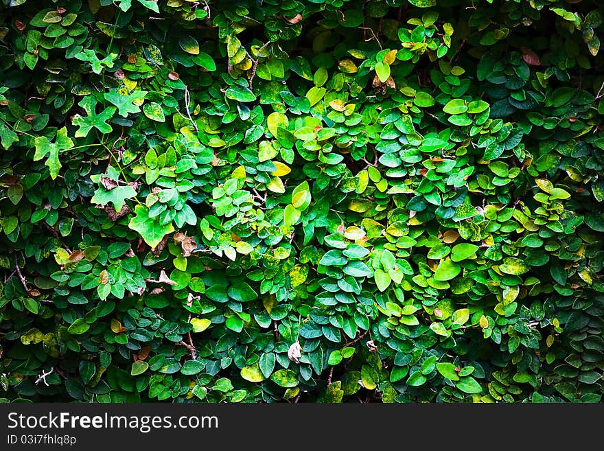 Fresh Spring Autumn Leaves Border