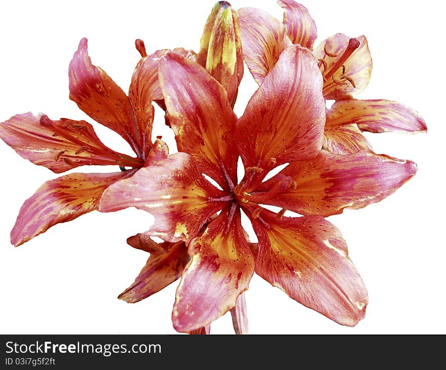 Lily flower on a white background. Lily flower on a white background