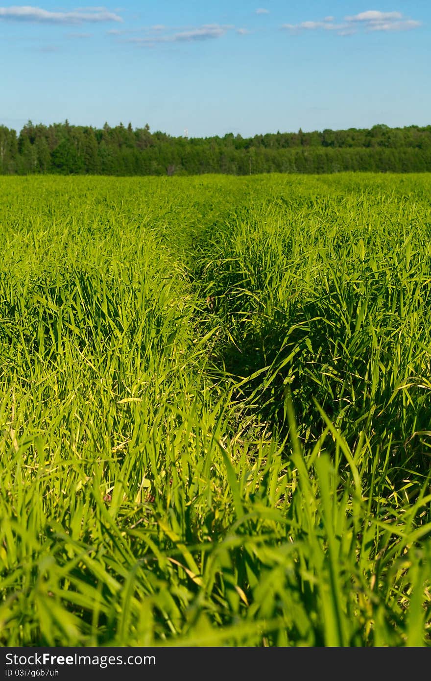 Track in the field against the blue sky.