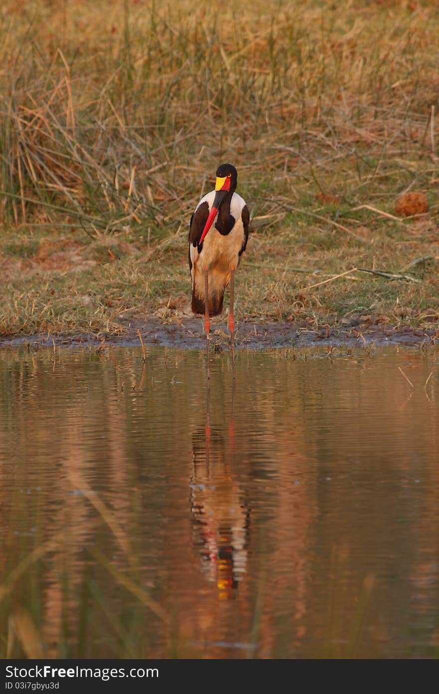 Saddle bill stork stood at the waters edge