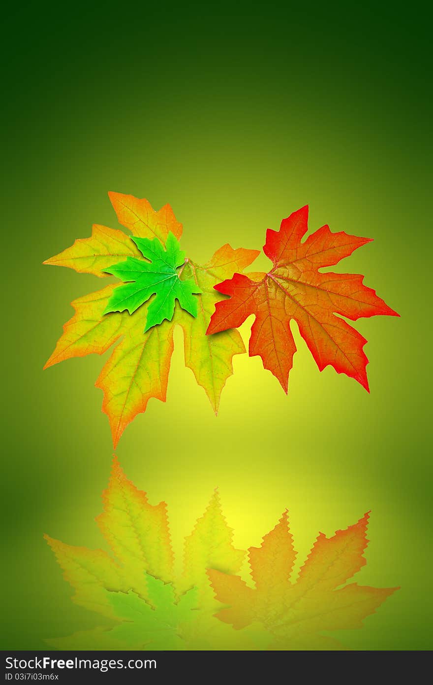 Fresh Spring Autumn Leaves Graphic