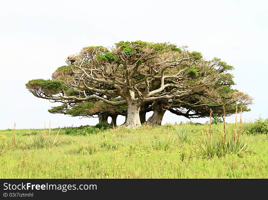 Trees and peaceful countryside