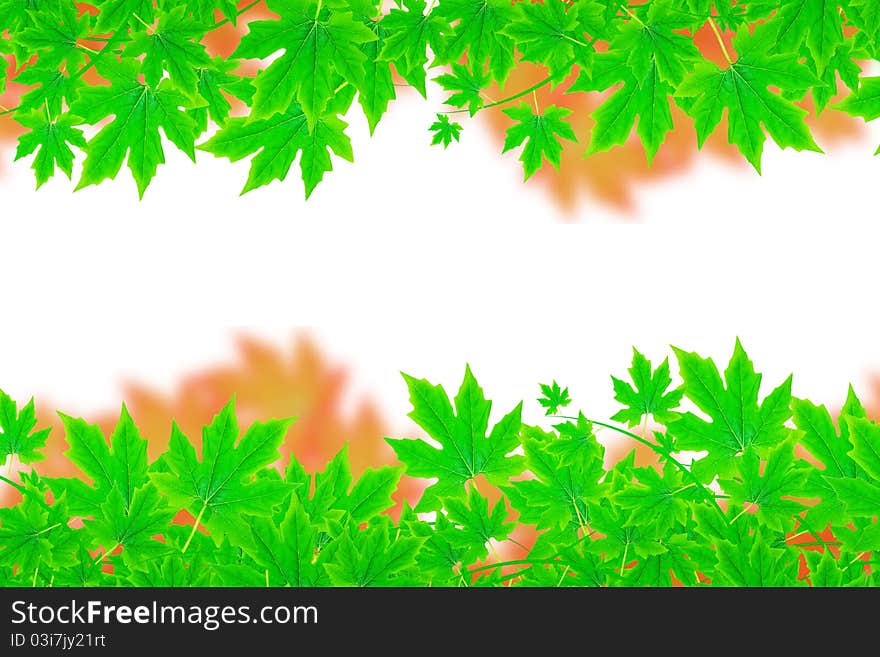 Pattern leaves useful for background. Pattern leaves useful for background