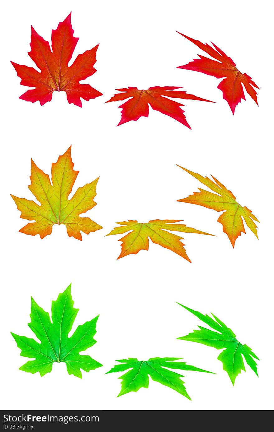 Pattern leaves useful for background. Pattern leaves useful for background