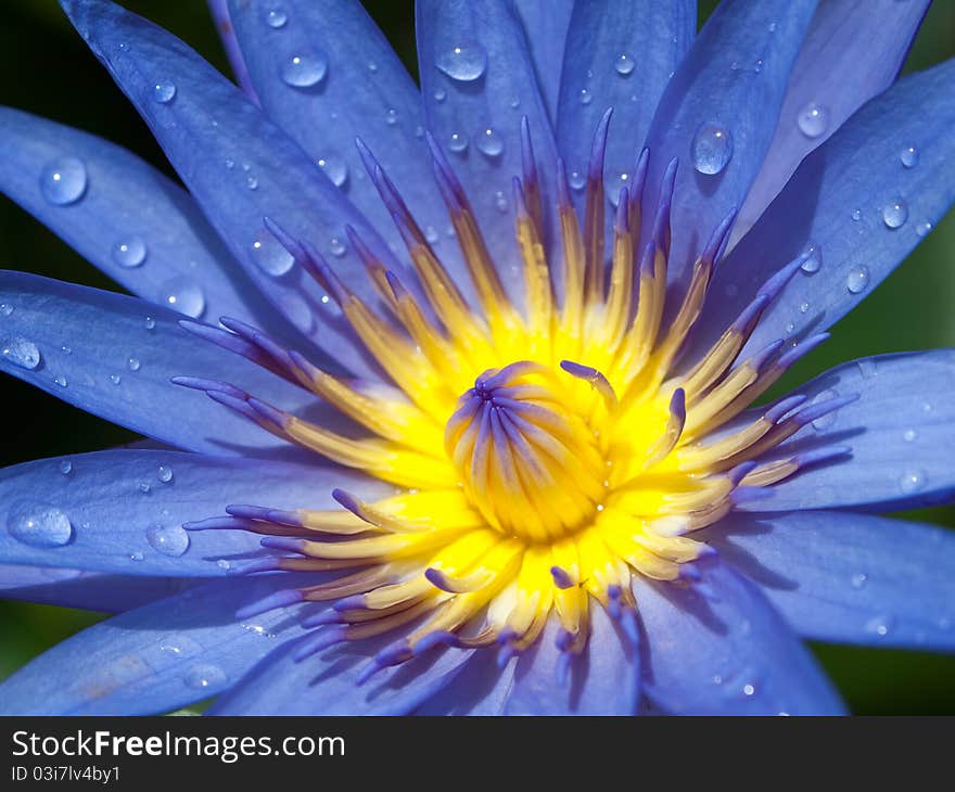 Purple lotus and yellow pollen