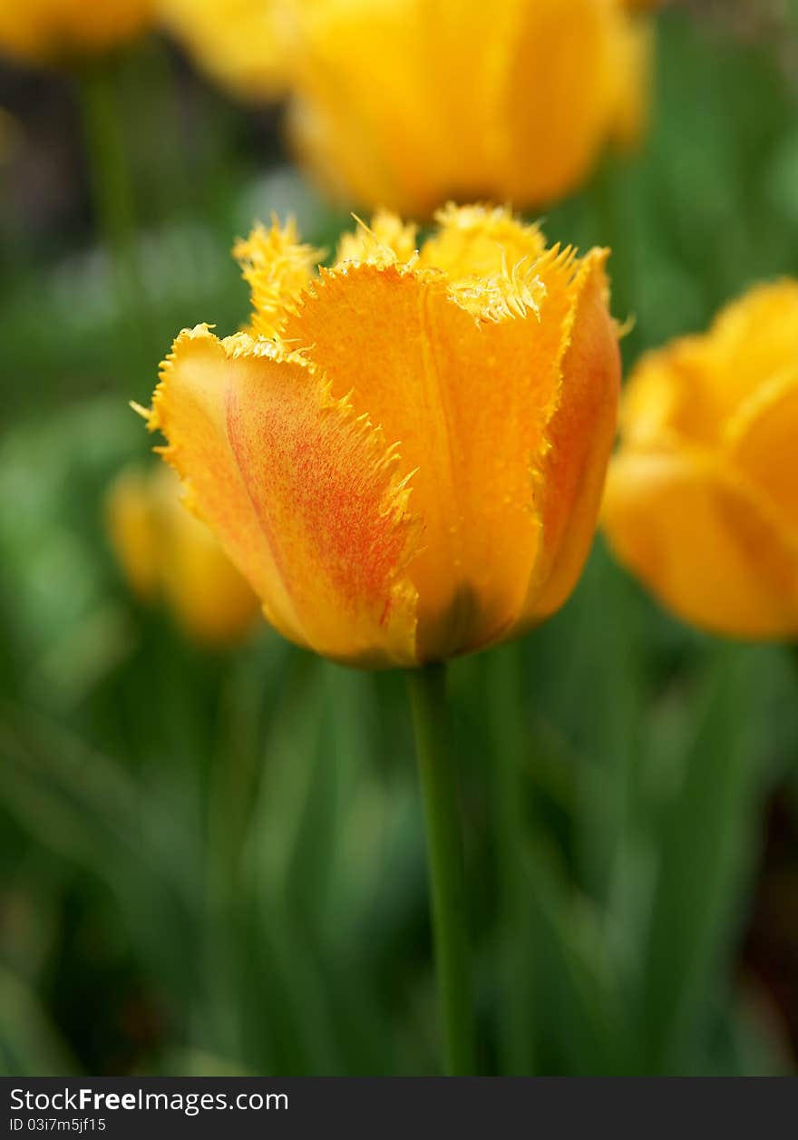 The tulips, blooming in a garden.