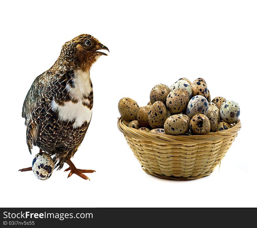 Adult quail and basket with its eggs