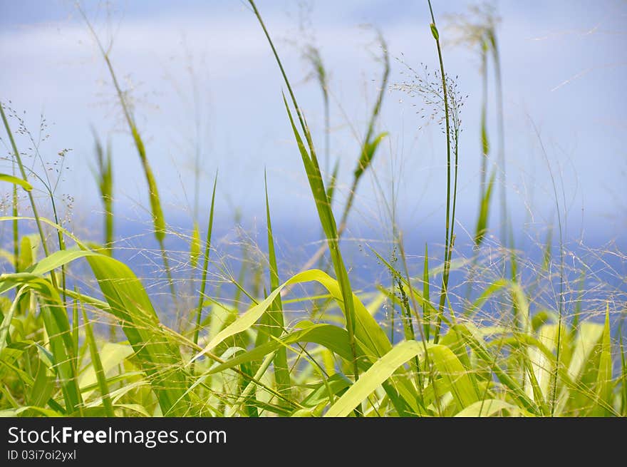 Vegetation at Big Island East Shore