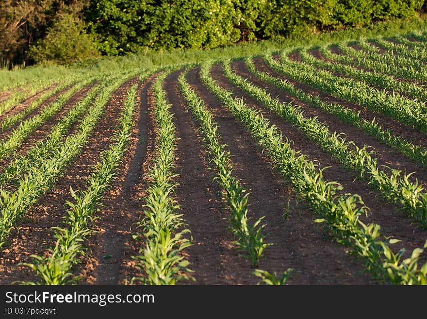 Corn field