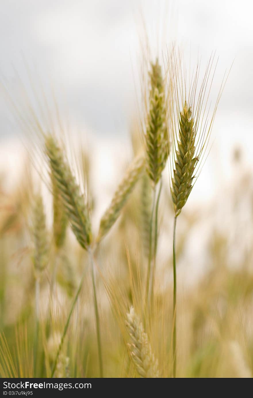 Detail of wheat s ears.