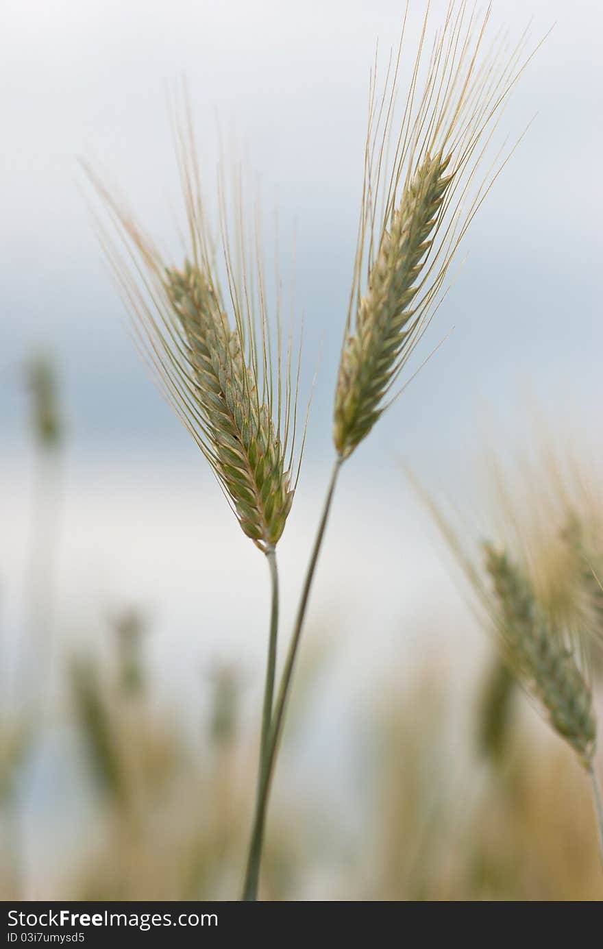 Detail of wheat s ears.