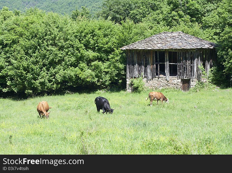 Cows infront old house