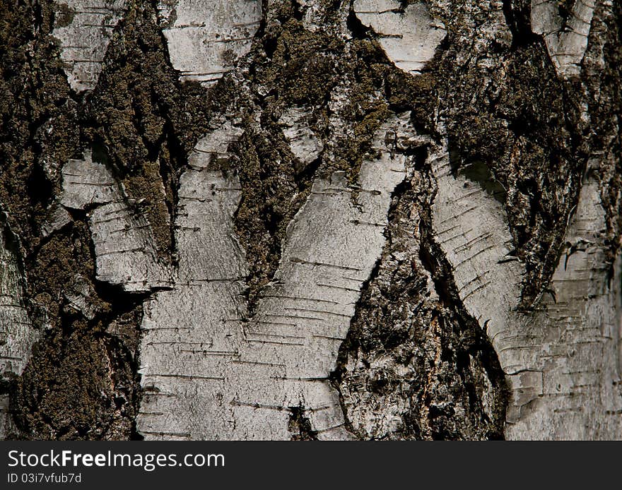 Part of birch trunk with bark. Part of birch trunk with bark