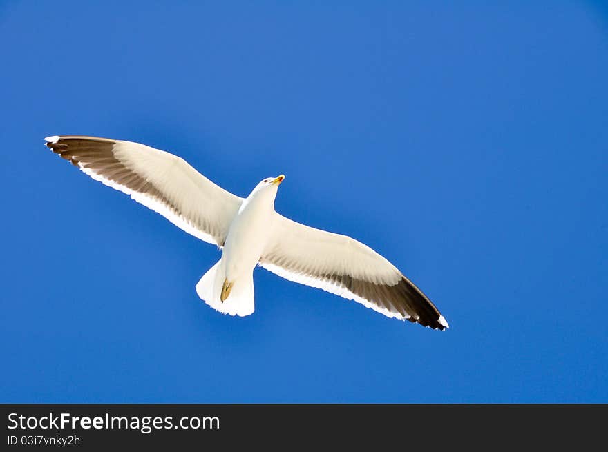 Seagulls flying with blue sky. Seagulls flying with blue sky