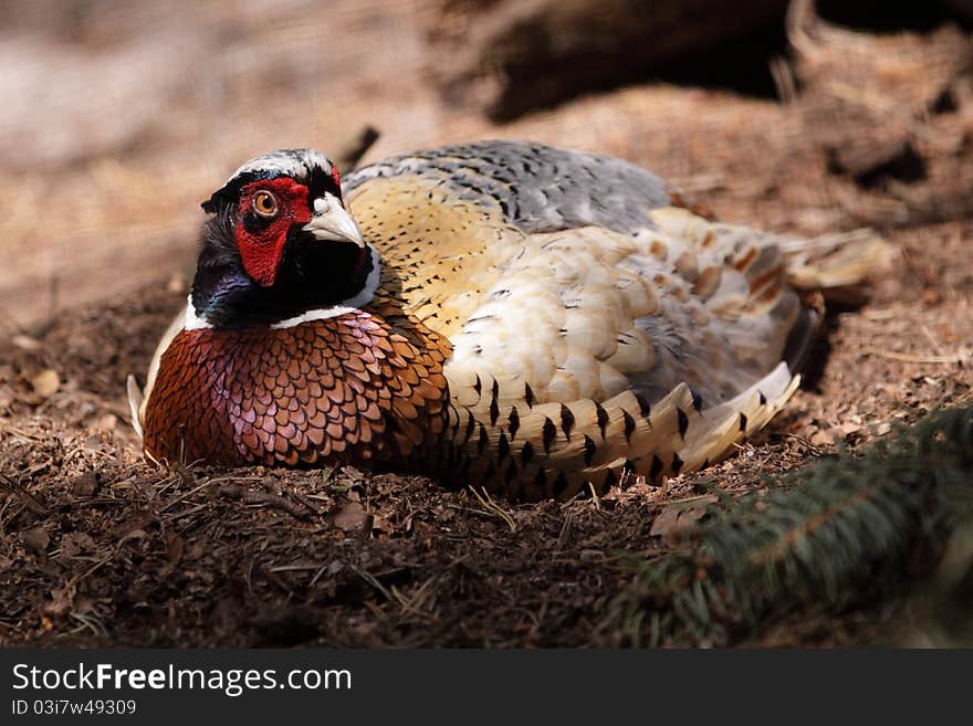 Taiwan Pheasant