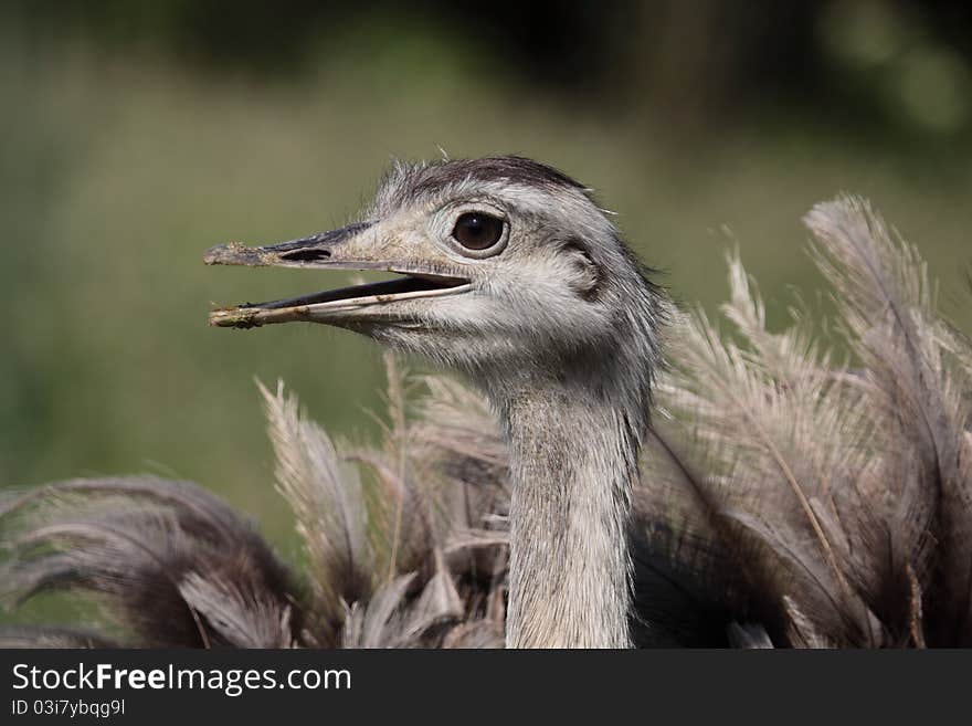 Greater rhea