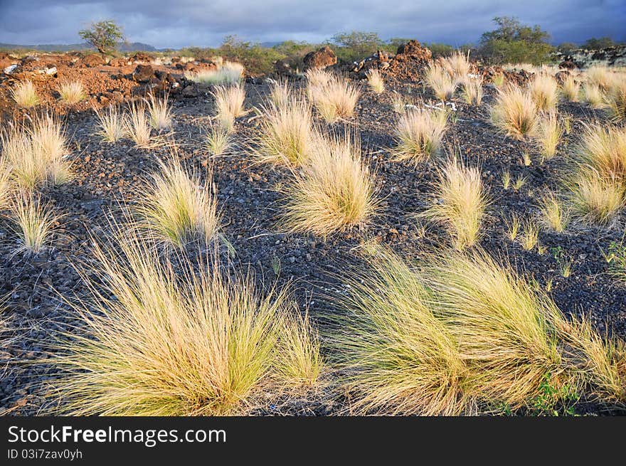 Volcanic landscape at Big Island, Hawaii. Volcanic landscape at Big Island, Hawaii