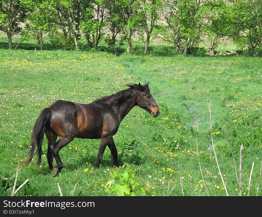 Horse grazing in a pasture. Horse grazing in a pasture