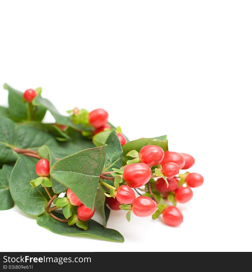 Background with plant and red berry