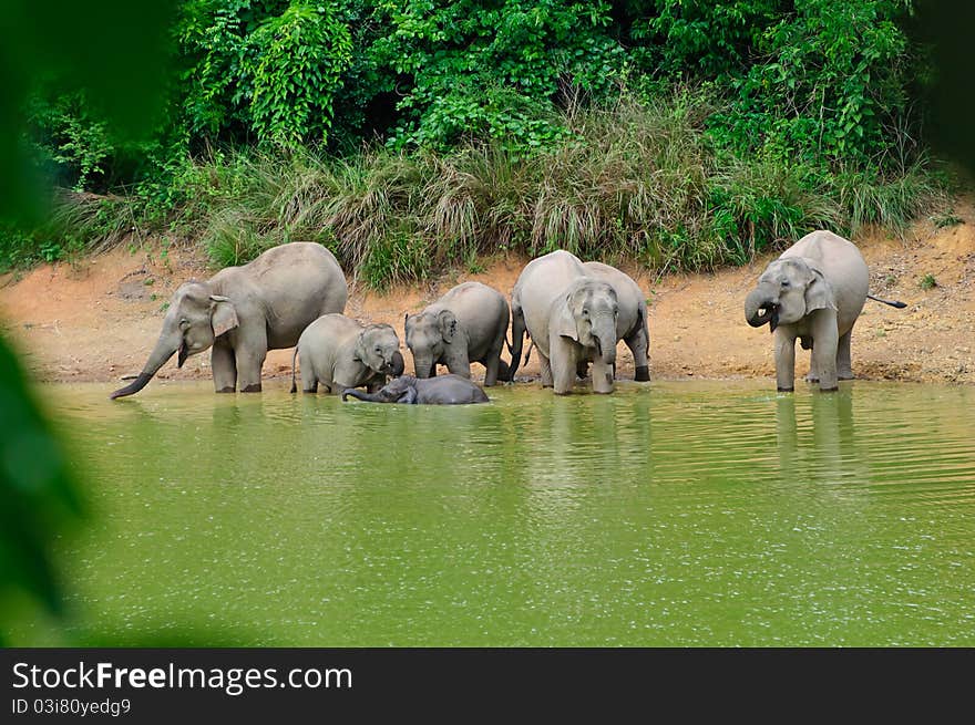 Family of asian elephants bathing