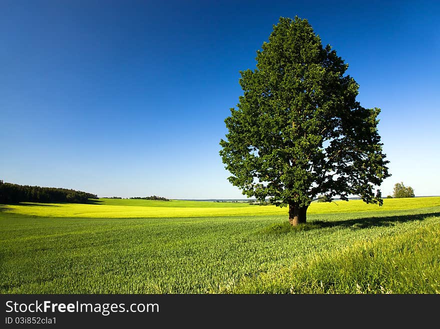 Tree  in the field