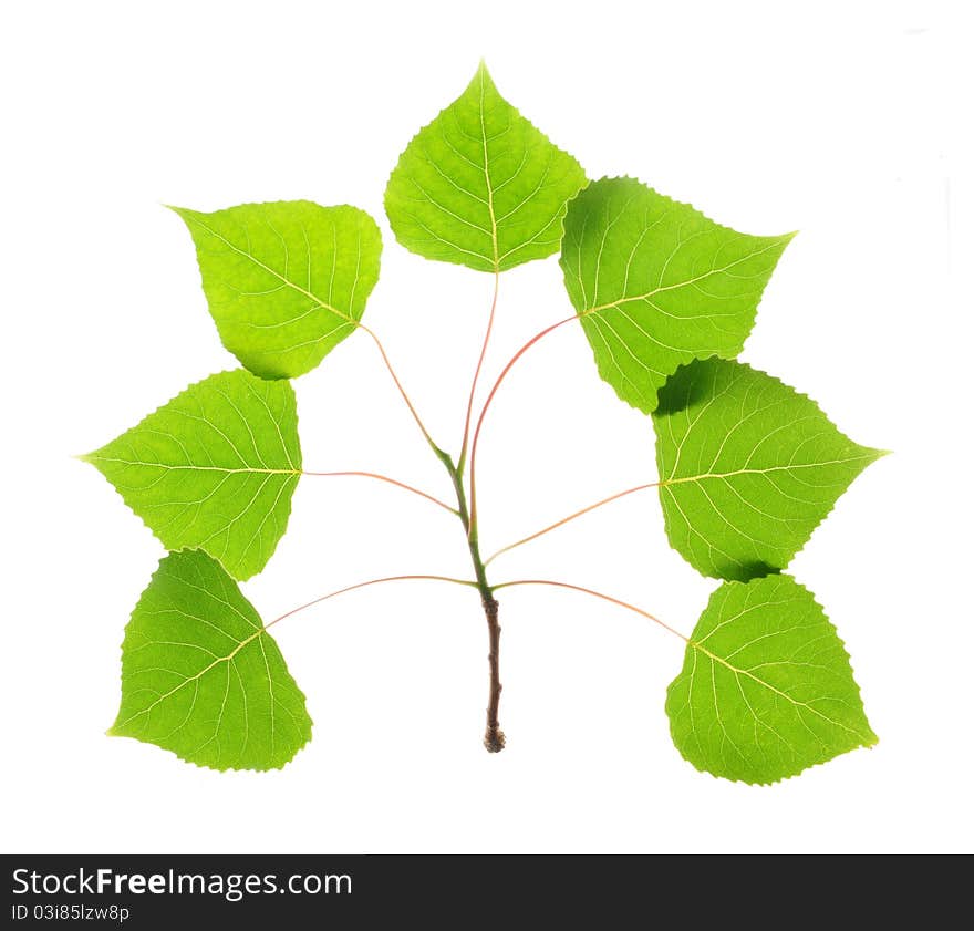 Close up of green  fresh  leaves on white. Close up of green  fresh  leaves on white