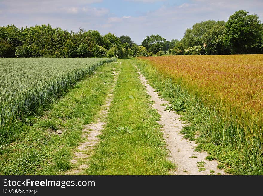 An English Rural Landscape Of Barley And Wheat