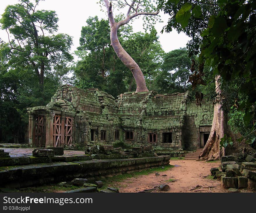 An enormous tree coming out of the ruins behind the temple of Tah Prohm, one of the most famous temples of the archeological site of Angkor Thom