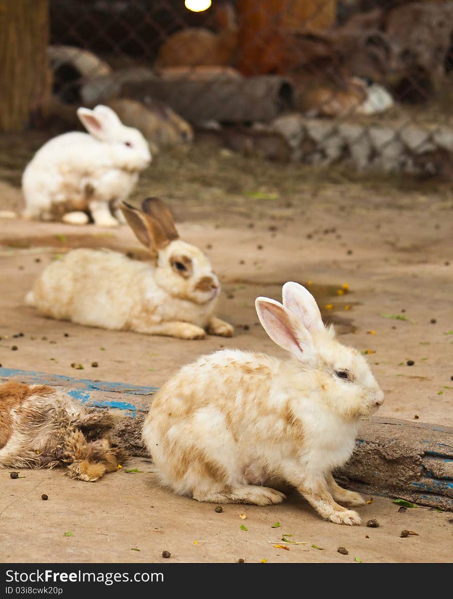 Row of Cute Rabbit on the floor