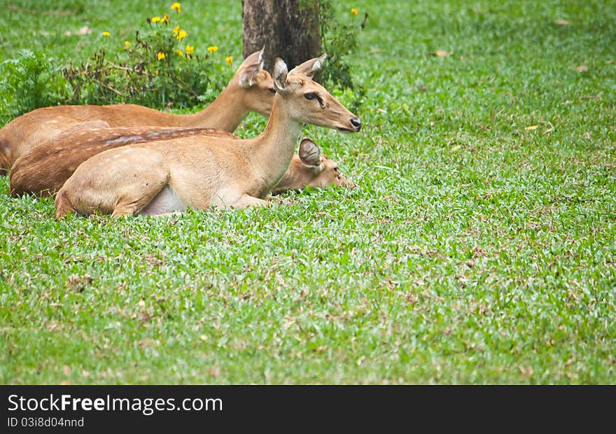 Beautiful deer on green grass