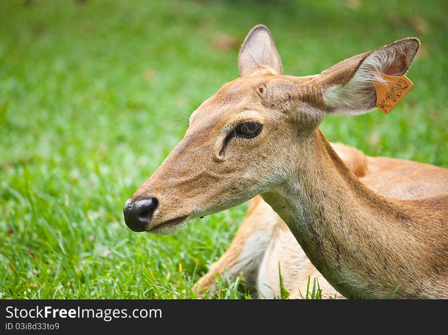 Beautiful deer on green grass