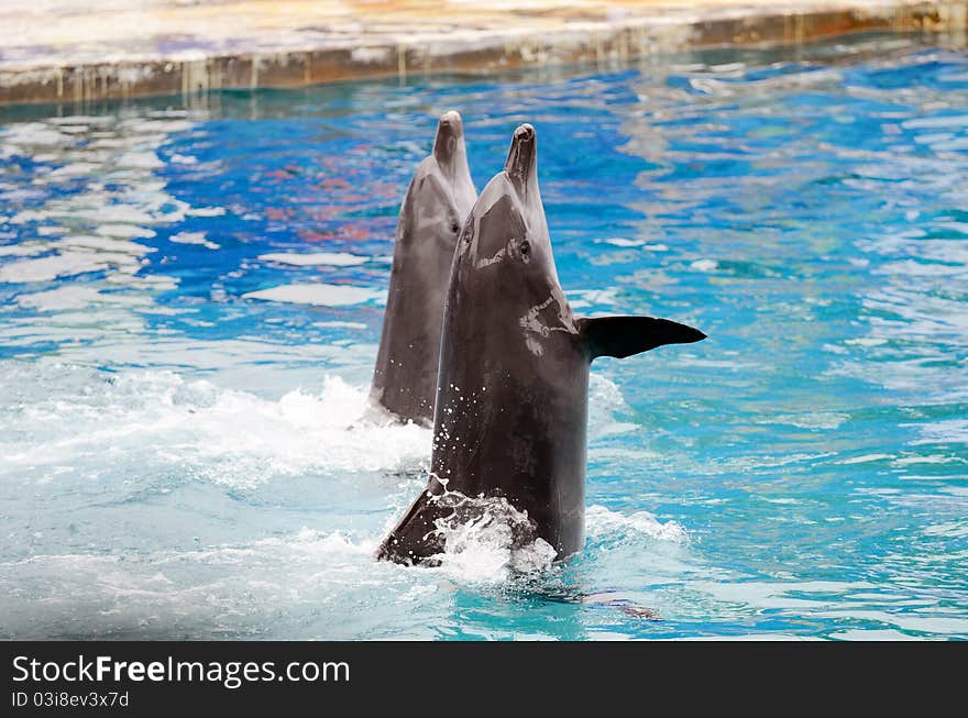 Dolphins swimming in the water