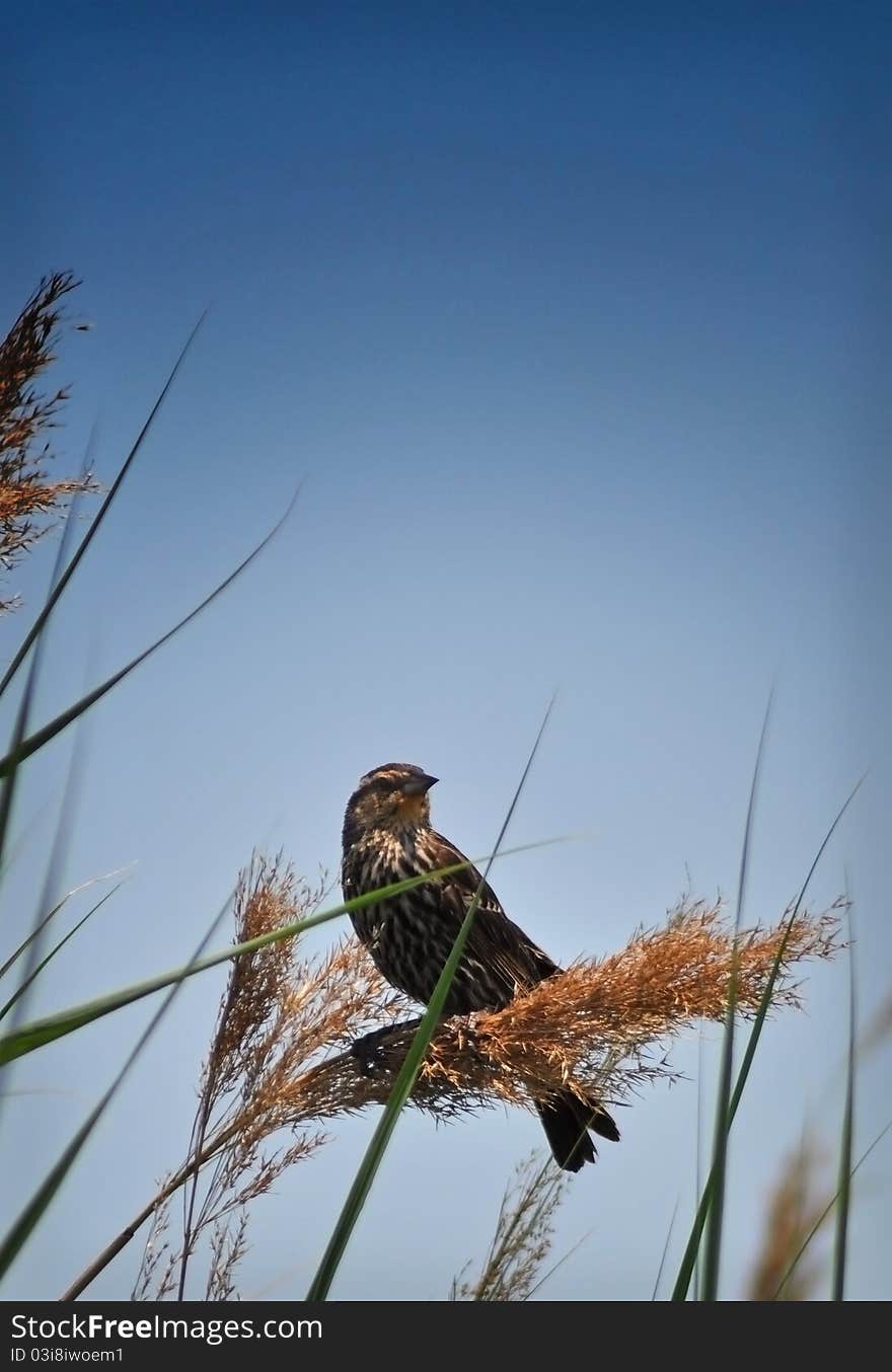 Female red-winged blackbird resting on reed stocks with blue sky background