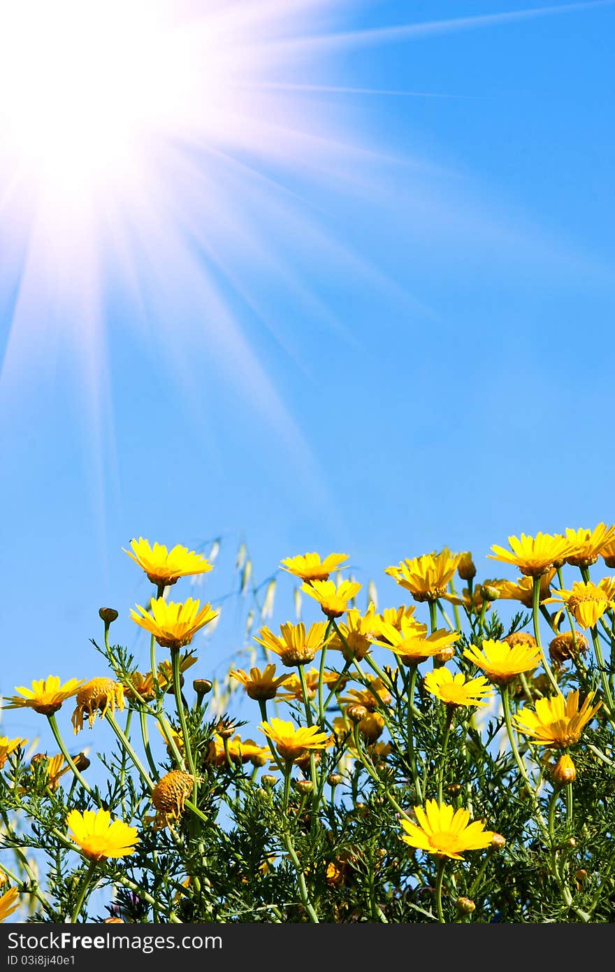 Beautiful yellow flowers and blue sky background