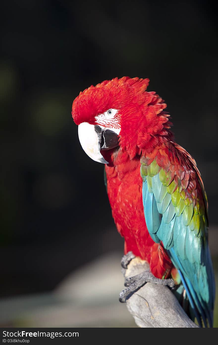 Red macaw parrot