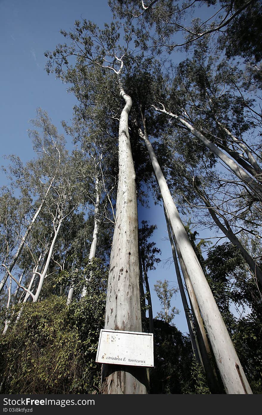 Eucalyptus trees