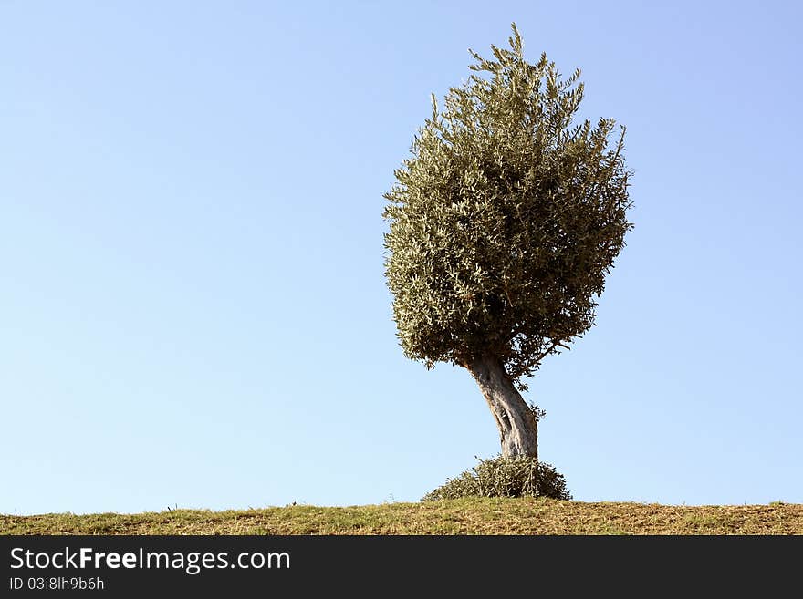 Lone olive tree