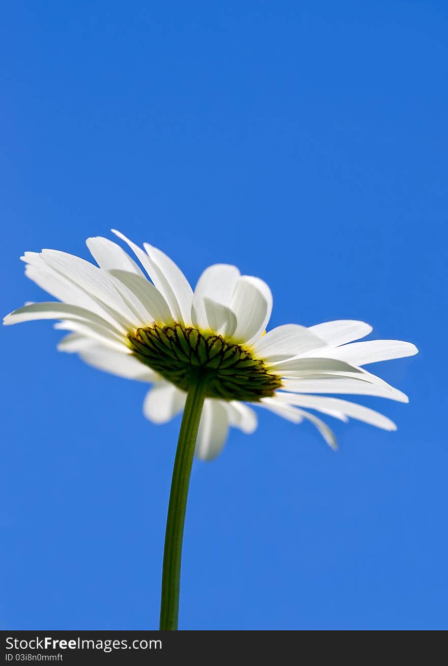 One big daisy on a blue sky. One big daisy on a blue sky