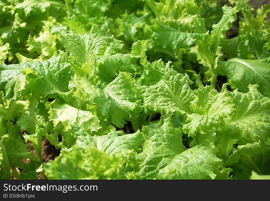 Fresh lettuce in garden