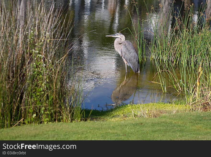 Great Blue Heron (Ardea herodias). Great Blue Heron (Ardea herodias)