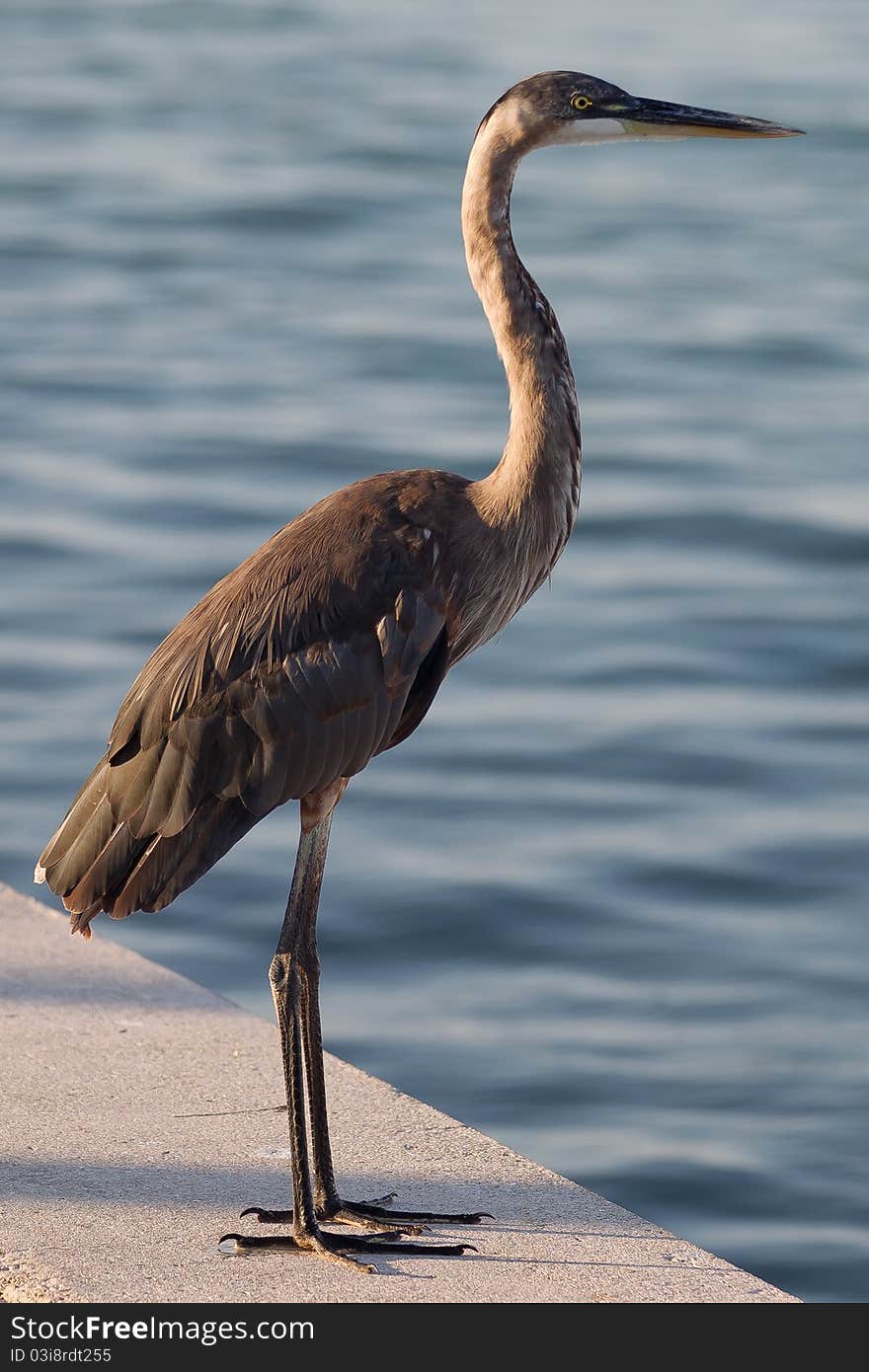 Great Blue Heron C