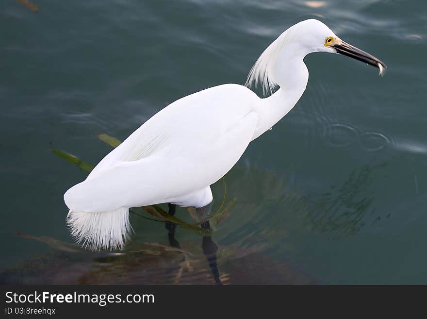 Snowy Egret A