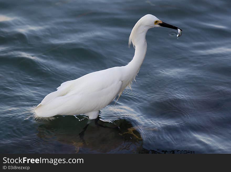 Snowy Egret A