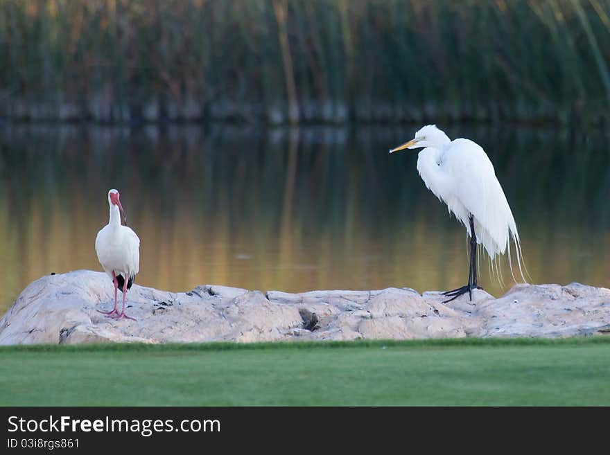 Great White Egret (Ardea Alba) and American White Ibis (Eudocimus albus). Great White Egret (Ardea Alba) and American White Ibis (Eudocimus albus)