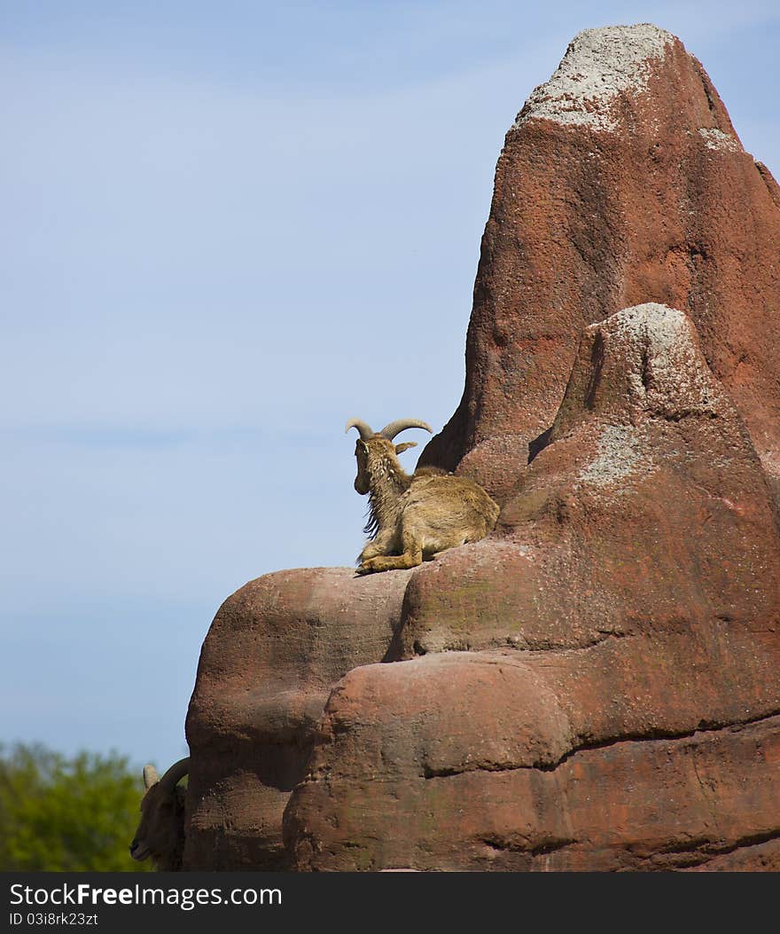 Goat on top of a rock