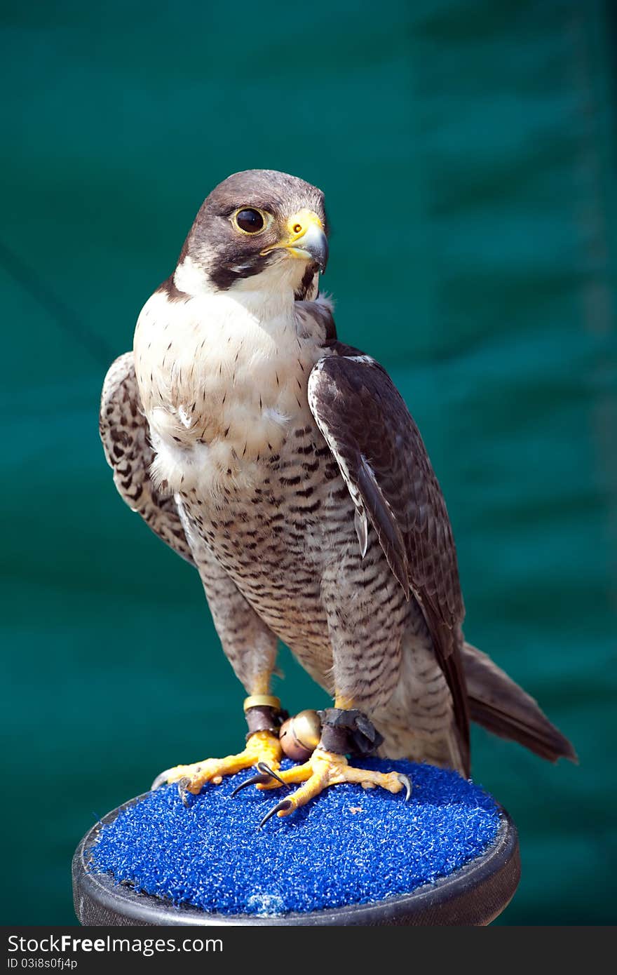 Closeup of a Saker Falcon