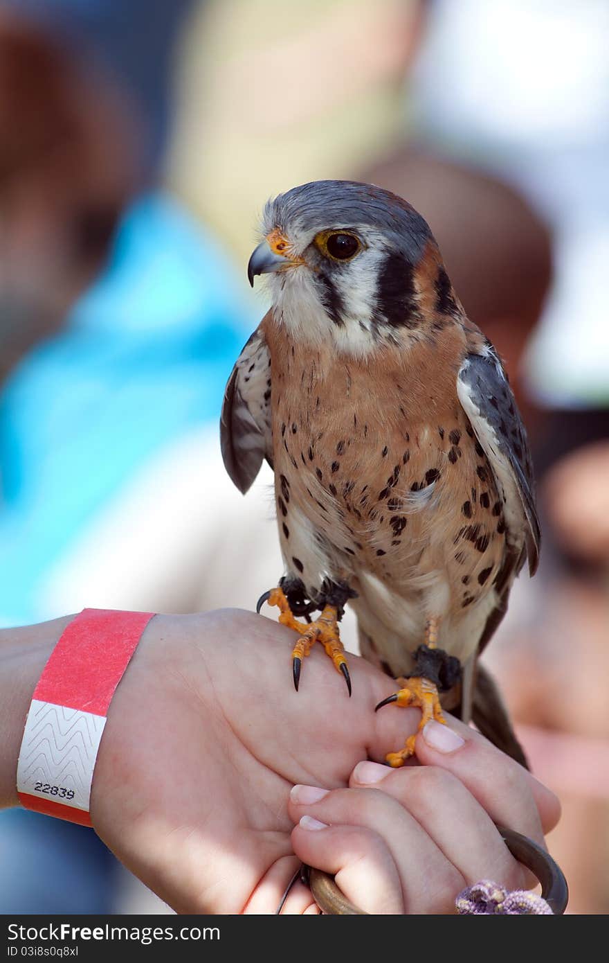 Juvenile Saker Falcon sitting on a human hand