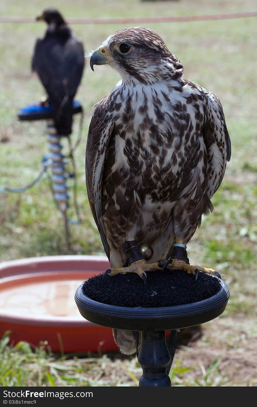 Closeup of a Saker Falcon