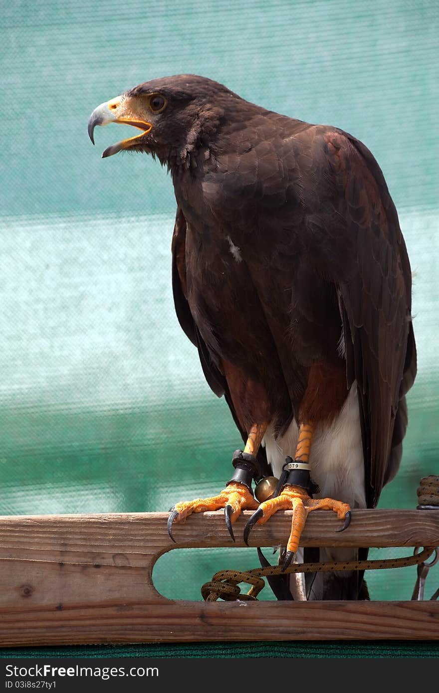 Closeup of a Harris's Hawk